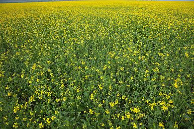 《巫师3》十周年官方纪念视频 粉丝求再来两个DLC